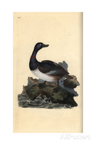 edward-donovan-ring-necked-duck-from-edward-donovan-s-natural-history-of-british-birds-london-1809.jpg